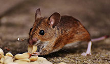 24 Hour & Emergency Exterminators in Piedmont, SC